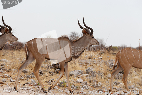 Image of herd of Kudu on way to waterhole