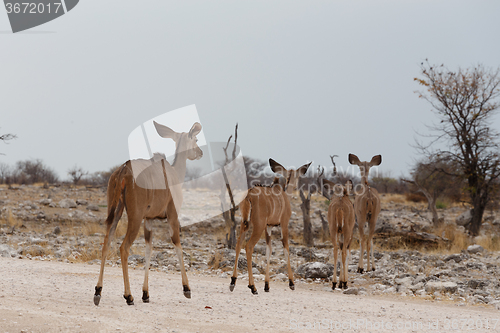 Image of herd of Kudu on way to waterhole