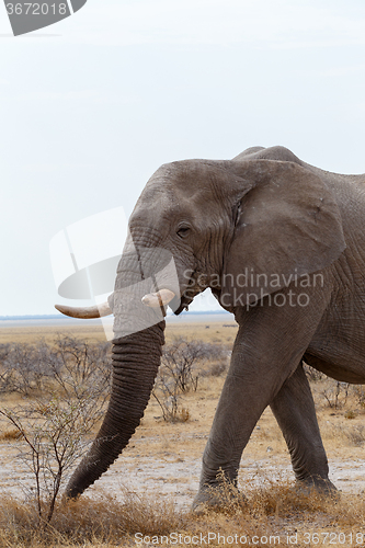 Image of big african elephants on Etosha national park