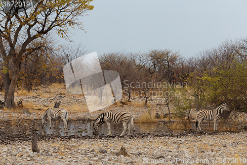 Image of Zebra in african bush