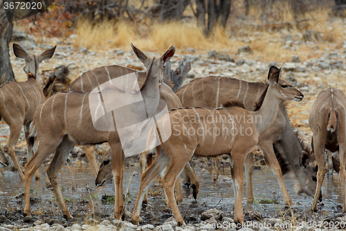 Image of herd of Kudu on way to waterhole