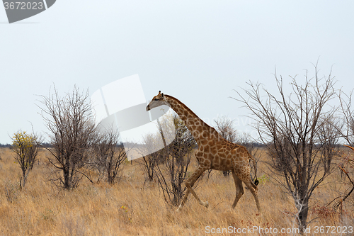 Image of Giraffa camelopardalis near waterhole