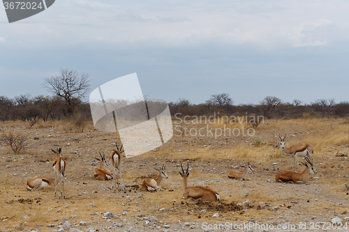 Image of Springbok Antidorcas marsupialis