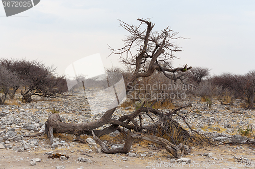 Image of landscape namibia game reserve