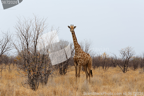 Image of Giraffa camelopardalis near waterhole