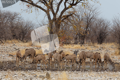 Image of herd of Kudu on way to waterhole