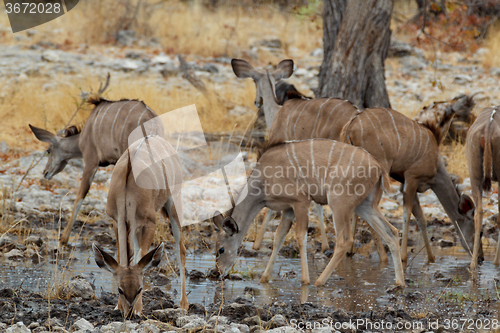 Image of herd of Kudu on way to waterhole