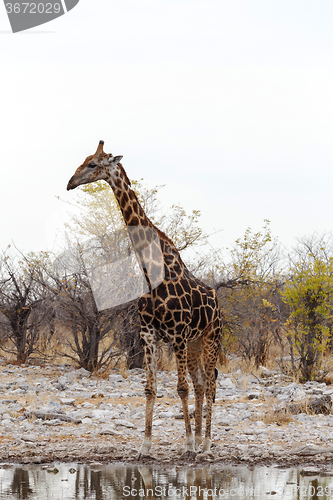 Image of Giraffa camelopardalis near waterhole