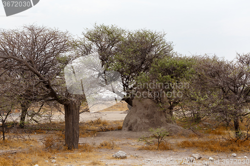 Image of landscape namibia game reserve