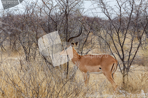 Image of Portrait of Impala antelope male