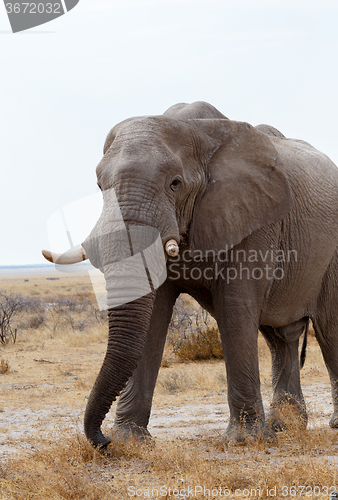 Image of big african elephants on Etosha national park