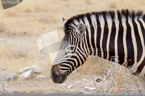 Image of Zebra portrait