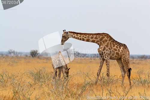Image of adult female giraffe with calf grazzing
