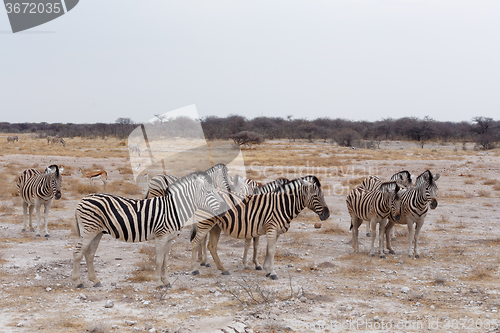 Image of Zebra in african bush