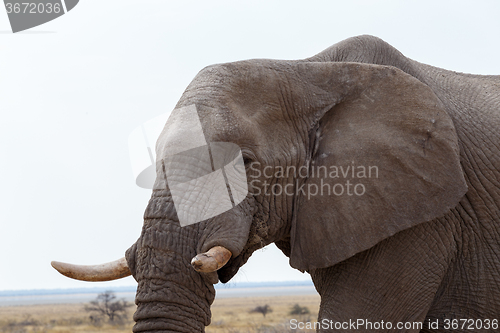 Image of big african elephants on Etosha national park