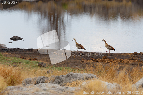 Image of Egyptian Goose in etosha