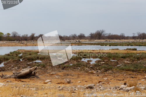Image of Empty waterhole in namibia game reserve