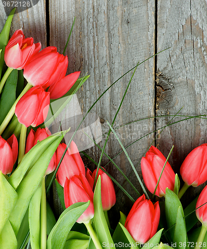 Image of Red Spring Tulips