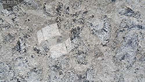 Image of Ammonite fossils on a rock