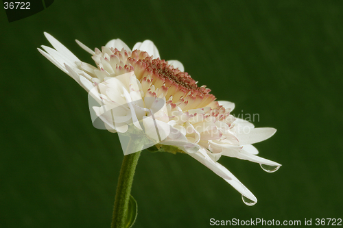 Image of Flower