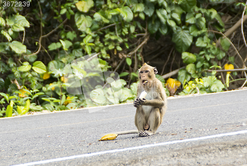 Image of Wild monkey eats banana