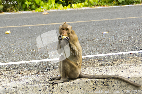 Image of Wild monkey eats fruit