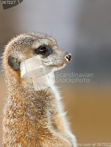 Image of meerkat on guard