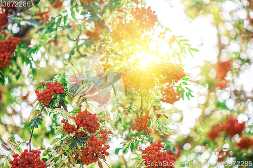 Image of rowan-tree with rowanberry