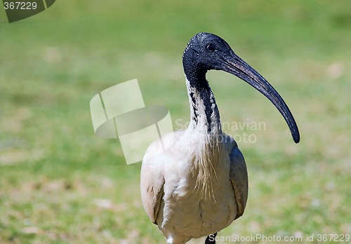 Image of australian ibis