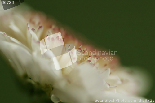 Image of Flower Up Close