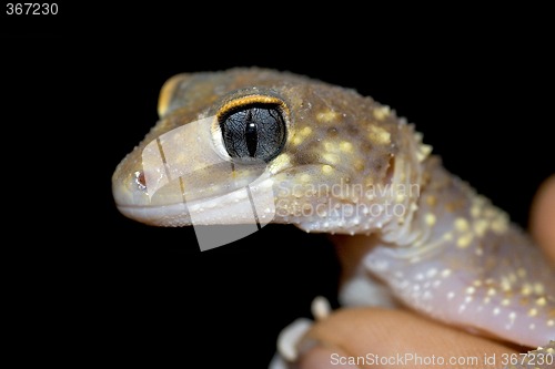 Image of gecko up close
