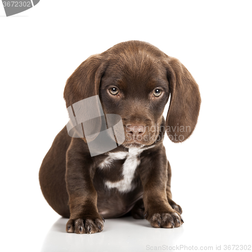 Image of Brown puppy 