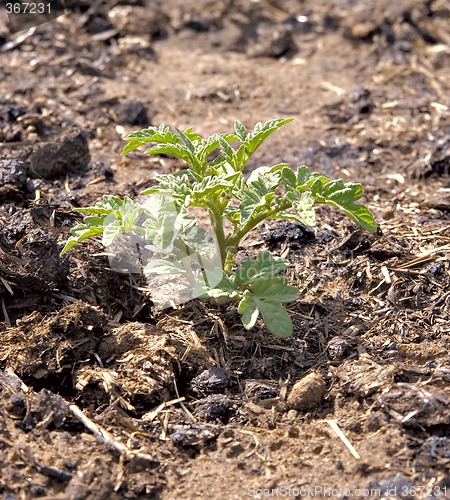 Image of small young tomato bush growing in compost