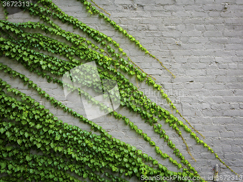 Image of Ivy plant 