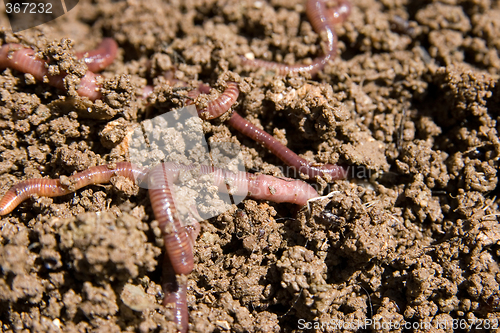 Image of composting worms