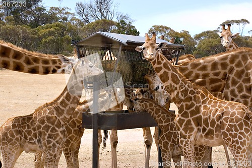 Image of giraffes feeding