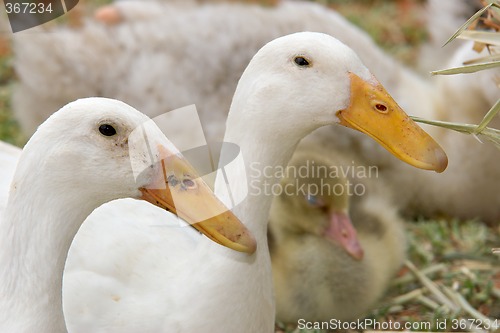 Image of two ducks