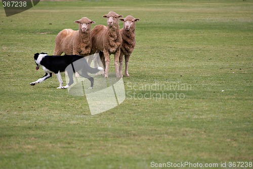 Image of sheepdog trials