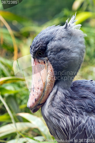 Image of Head of shoebill (side view)