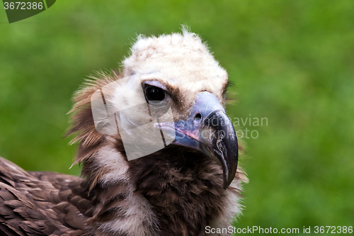 Image of Head of vulture