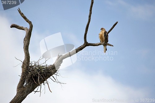 Image of whistling kite