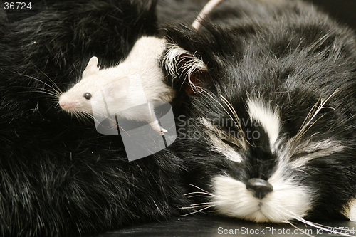 Image of Cat and Mouse