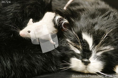 Image of Cat and Mouse