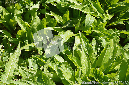 Image of Fresh Leaves