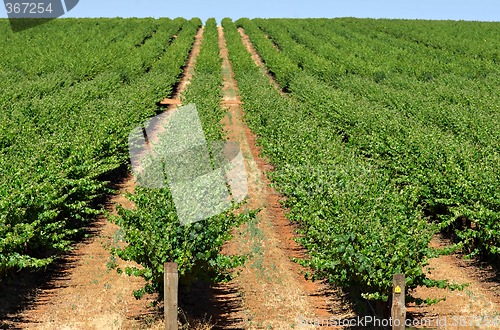 Image of grape vines