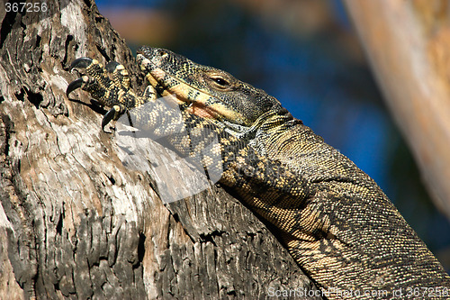 Image of goanna in tree