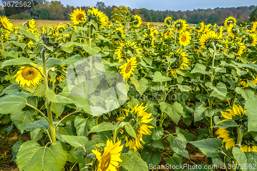 Image of sunflower field on a farm somewhere in south carolina usa