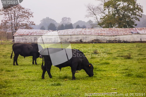 Image of landscape view of a cow farm ranch in fog