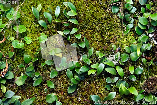 Image of moss and creeper