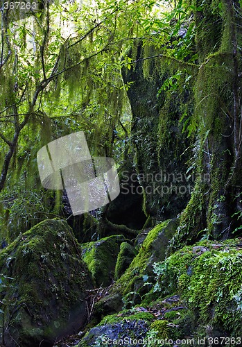 Image of hanging lichen and moss